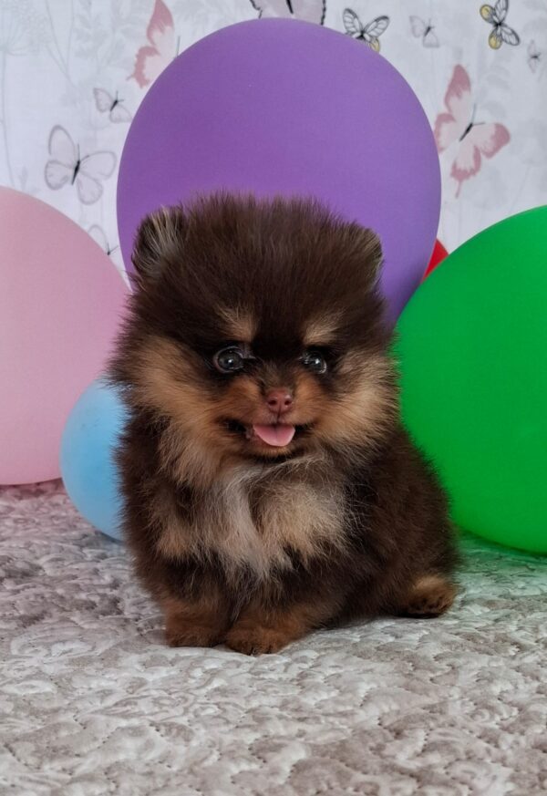 Atze Pomeranian Atze Pomeranian