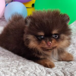 Atze Pomeranian Atze Pomeranian