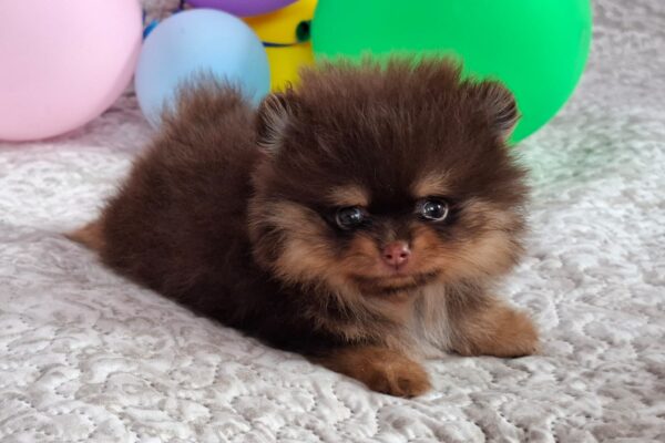 Atze Pomeranian Atze Pomeranian