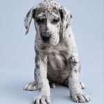 Aurora-female-Great-Dane-puppy-for-sale-1