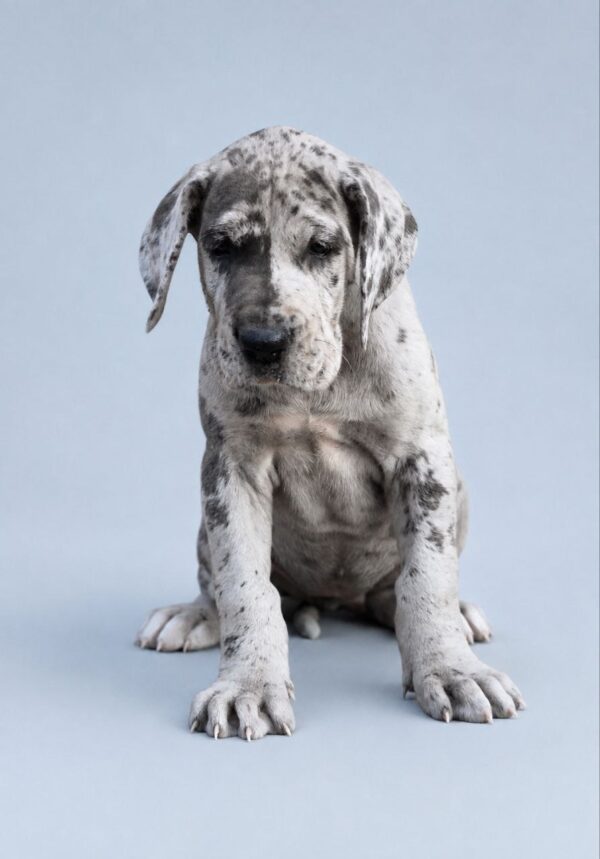 Aurora Great Dane Aurora Great Dane