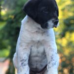 Ayra-female-Central-Asian-Shepherd-Dog-puppy-for-sale-1
