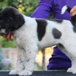 Ayra-female-Central-Asian-Shepherd-Dog-puppy-for-sale-2