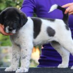 Ayra-female-Central-Asian-Shepherd-Dog-puppy-for-sale-3