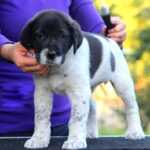 Ayra-female-Central-Asian-Shepherd-Dog-puppy-for-sale-4