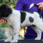 Ayra-female-Central-Asian-Shepherd-Dog-puppy-for-sale-5