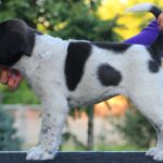 Ayra-female-Central-Asian-Shepherd-Dog-puppy-for-sale-6