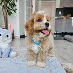 Baldo-male-cavapoo-puppy-for-sale- (1)