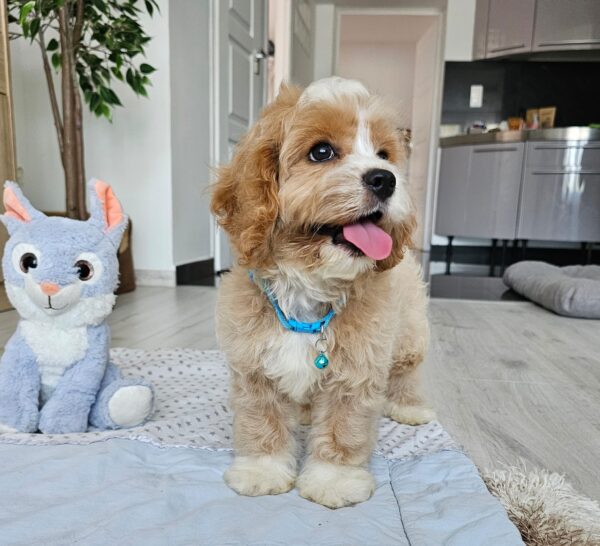 Baldo Cavapoo Baldo Cavapoo