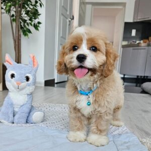 Baldo Cavapoo Baldo Cavapoo