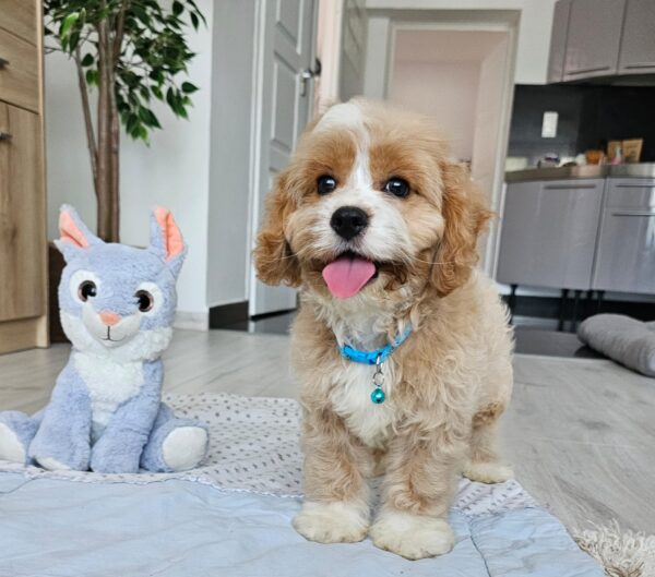 Baldo Cavapoo Baldo Cavapoo