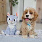 Baldo-male-cavapoo-puppy-for-sale- (3)