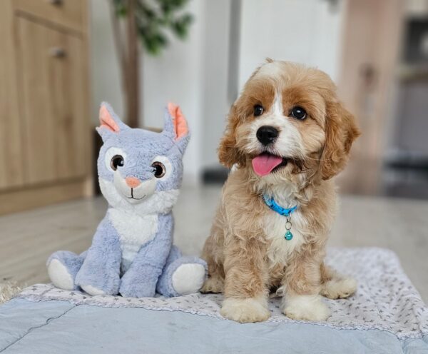 Baldo Cavapoo Baldo Cavapoo