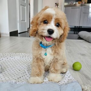 Baldo Cavapoo Baldo Cavapoo