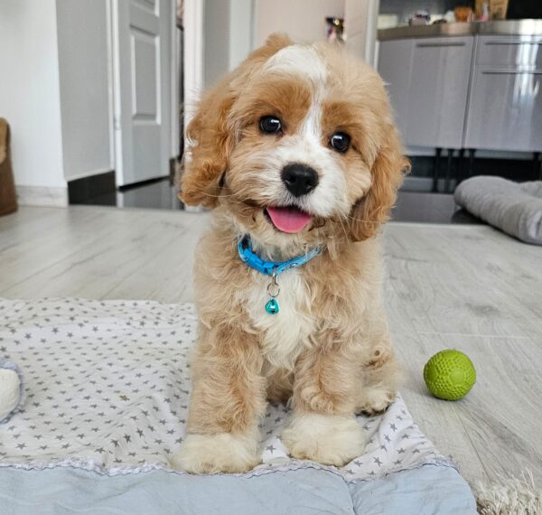 Baldo Cavapoo Baldo Cavapoo