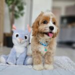 Baldo-male-cavapoo-puppy-for-sale- (5)