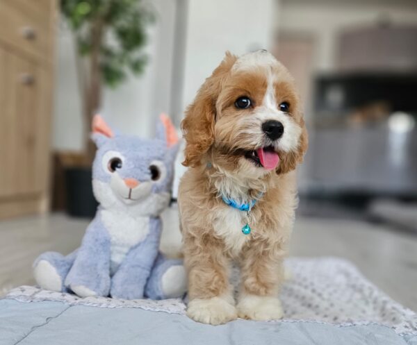 Baldo Cavapoo Baldo Cavapoo