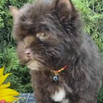 Bambi-male-Yorkshire-Terrier-puppy-for-sale-1 (1)