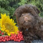Bambi-male-Yorkshire-Terrier-puppy-for-sale-1 (2)