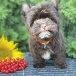 Bambi-male-Yorkshire-Terrier-puppy-for-sale-1 (3)