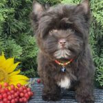 Bambi-male-Yorkshire-Terrier-puppy-for-sale-1 (4)