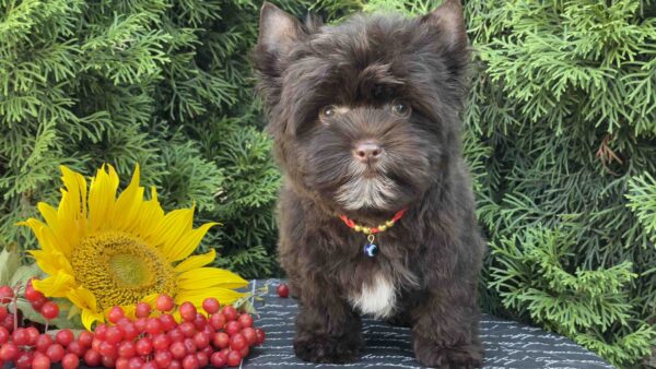 Bambi Yorkshire Terrier Bambi Yorkshire Terrier