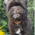 Bambi-male-Yorkshire-Terrier-puppy-for-sale-1 (5)