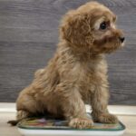 Bandit-male-cavapoo-puppy-for-sale- (1)