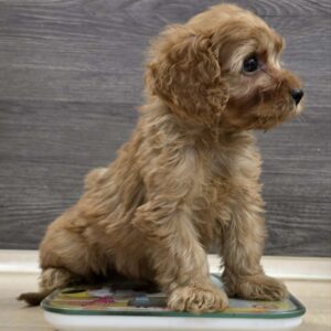 Bandit Cavapoo Bandit Cavapoo