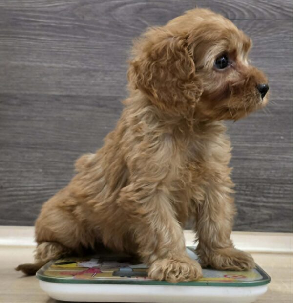 Bandit Cavapoo Bandit Cavapoo