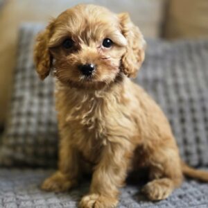 Bandit Cavapoo Bandit Cavapoo