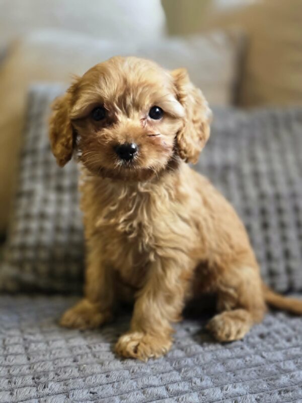 Bandit Cavapoo Bandit Cavapoo