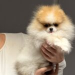 Baron-male-pomeranian-puppy-for-sale-1 (1)