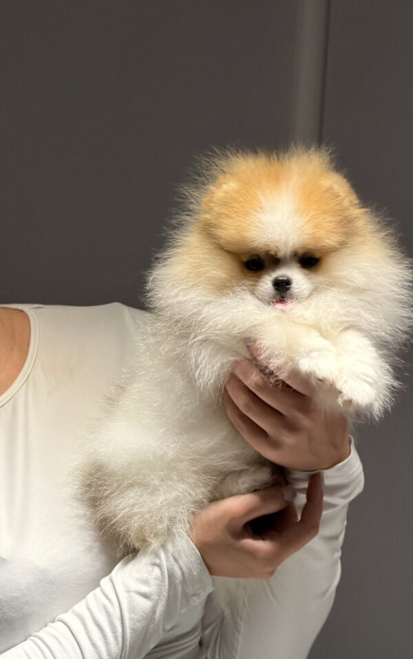 Baron Pomeranian Baron Pomeranian