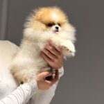 Baron-male-pomeranian-puppy-for-sale-1 (2)