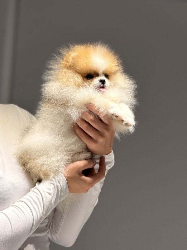 Baron Pomeranian Baron Pomeranian