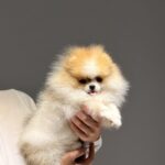 Baron-male-pomeranian-puppy-for-sale-1 (3)