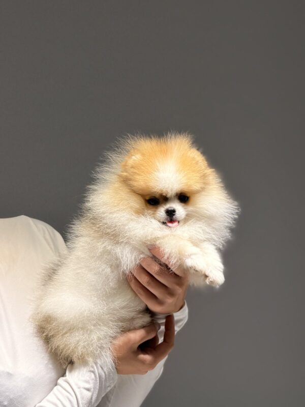 Baron Pomeranian Baron Pomeranian