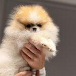 Baron-male-pomeranian-puppy-for-sale-1 (4)