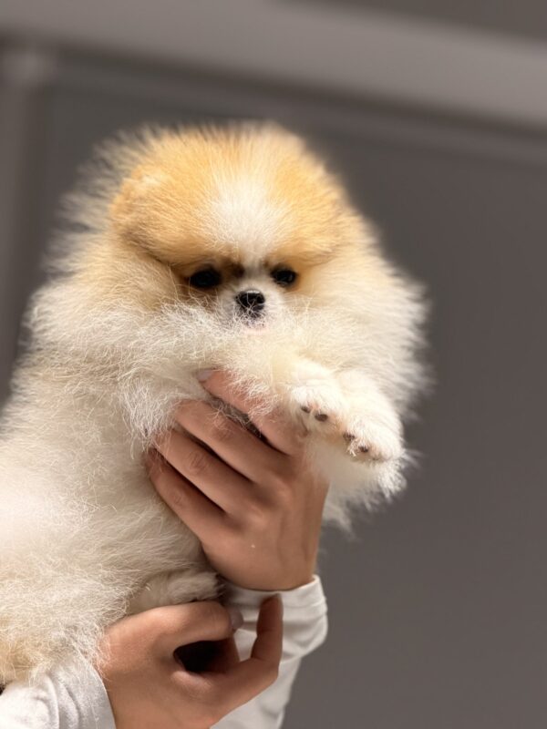 Baron Pomeranian Baron Pomeranian