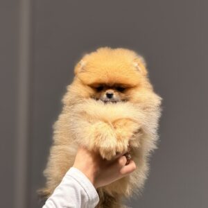 Basalt Pomeranian Basalt Pomeranian