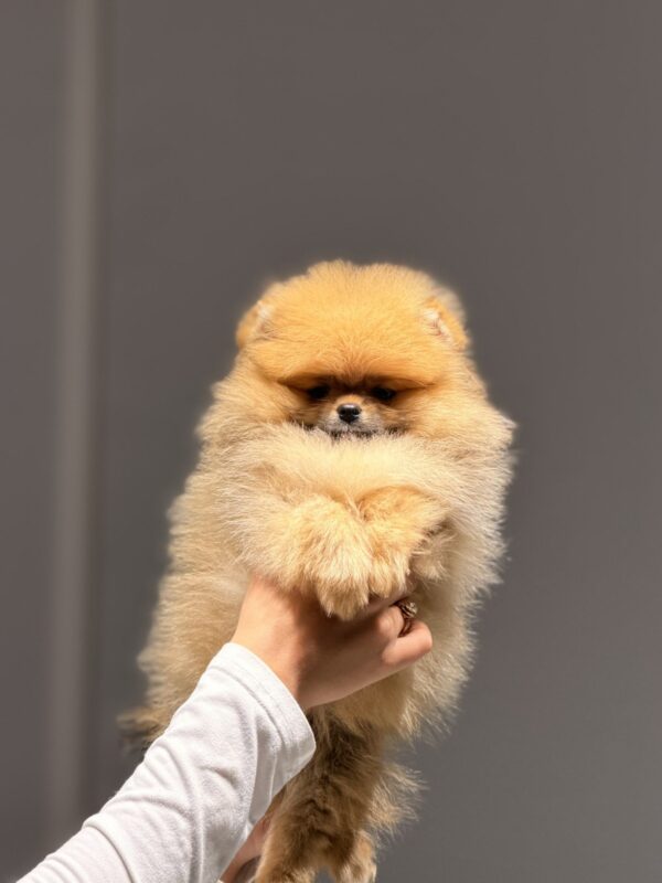 Basalt Pomeranian Basalt Pomeranian