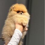Basalt-male-pomeranian-puppy-for-sale-1 (3)
