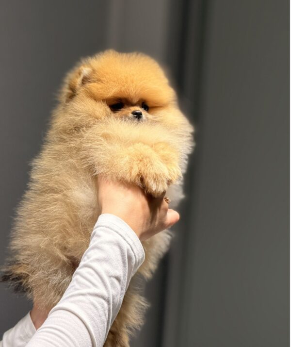 Basalt Pomeranian Basalt Pomeranian