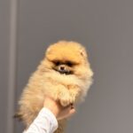 Basalt-male-pomeranian-puppy-for-sale-1 (4)