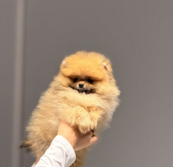 Basalt Pomeranian Basalt Pomeranian