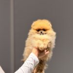 Basalt-male-pomeranian-puppy-for-sale-1 (5)