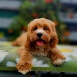 Basco-male-cavapoo-puppy-for-sale- (1)