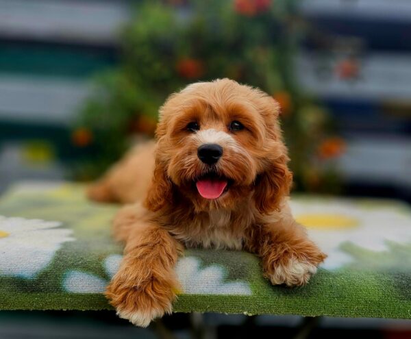 Basco Cavapoo Basco Cavapoo