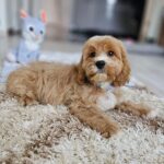 Basco-male-cavapoo-puppy-for-sale- (1)